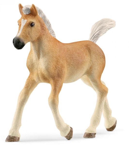 SHL13951 - Haflinger Foal - 1