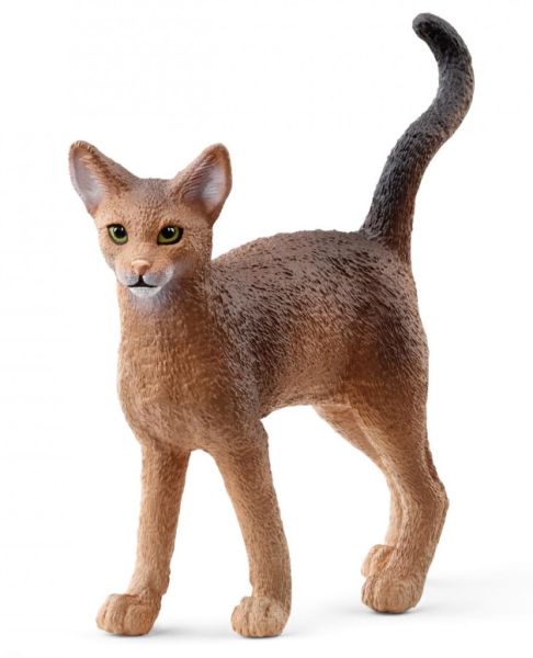 SHL13964 - Abyssinian Cat - 1