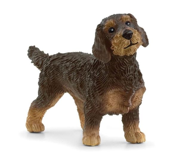 SHL13972 - Wire-haired Dachshund - 1