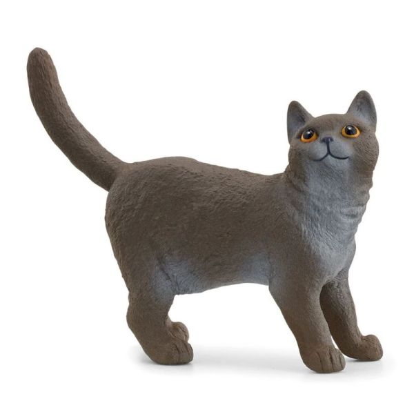 SHL13973 - British shorthair - 1