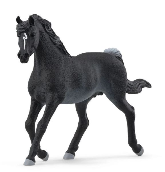 SHL13981 - Arabian stallion - 1