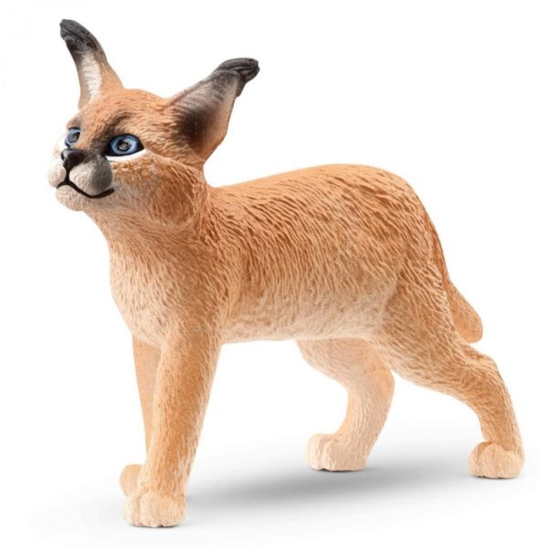 SHL14868 - Young Caracal - 1