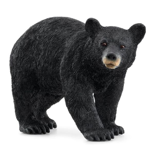 SHL14869 - Black bear - 1