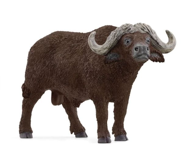 SHL14872 - African buffalo - 1