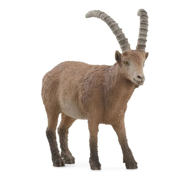 SHL14873 - Ibex - 1