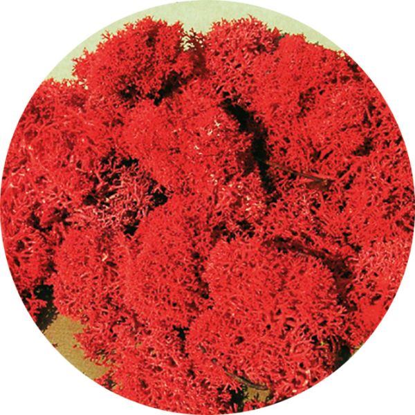 HEK3213 - Lichen red 30g - 1