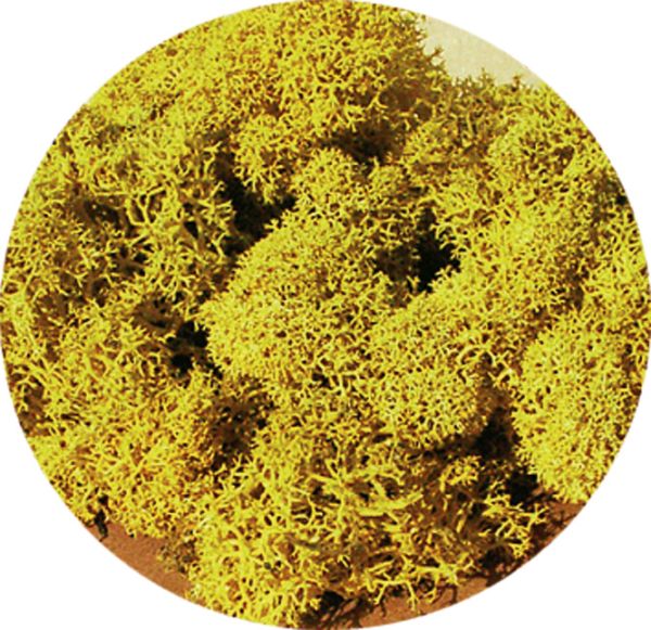 HEK3215 - Lichen yellow 30g - 1