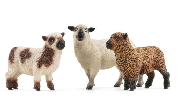 SHL42660 - Trio of sheep - 1