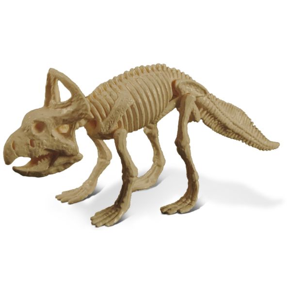 GEOCL3201C - Dinosaur Skeleton - Protoceratops - 1