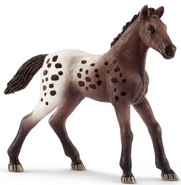 SHL13862 - Appaloosa Foal - 1