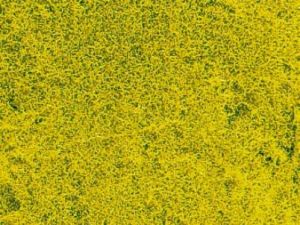 HEK1593 - Rapeseed flower meadow grass carpet 28 x 14 cm