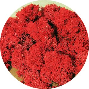 HEK3213 - Lichen red 30g