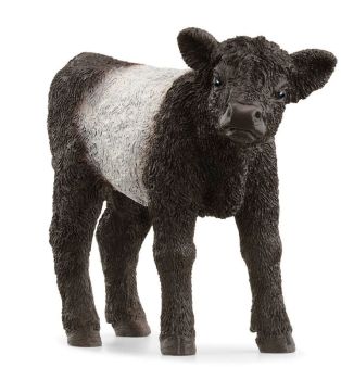 SHL13969 - Galloway Calf