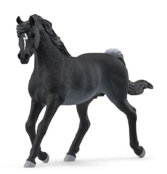 SHL13981 - Arabian stallion