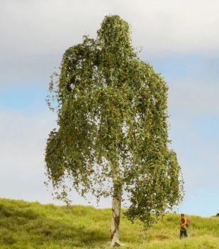 NOC20120 - Silver birch 18 cm