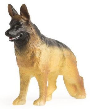 ERT46531 - German shepherd