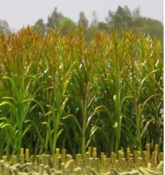 JUW23288 - 50 feet of miniature green corn height 10 cm