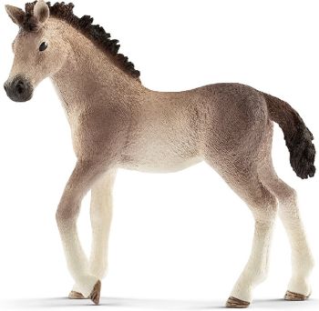 SHL13822 - Andalusian Foal